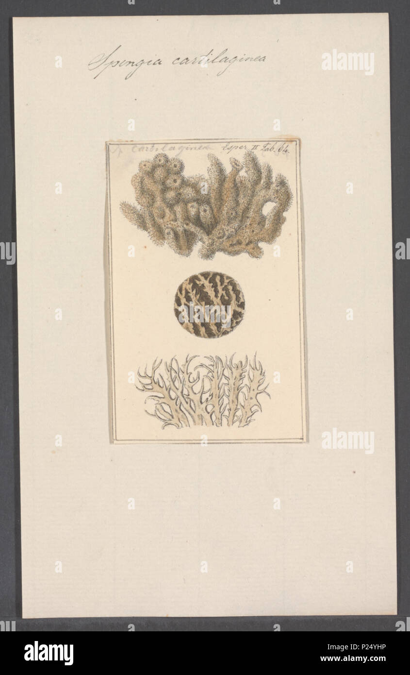 . Spongia cartilaginea 295 Spongia cartilaginea - - - - Imprimer 2e moitié Zoologica Collections spéciales de l'Université d'Amsterdam - UBAINV0274 112 0045 02 Banque D'Images