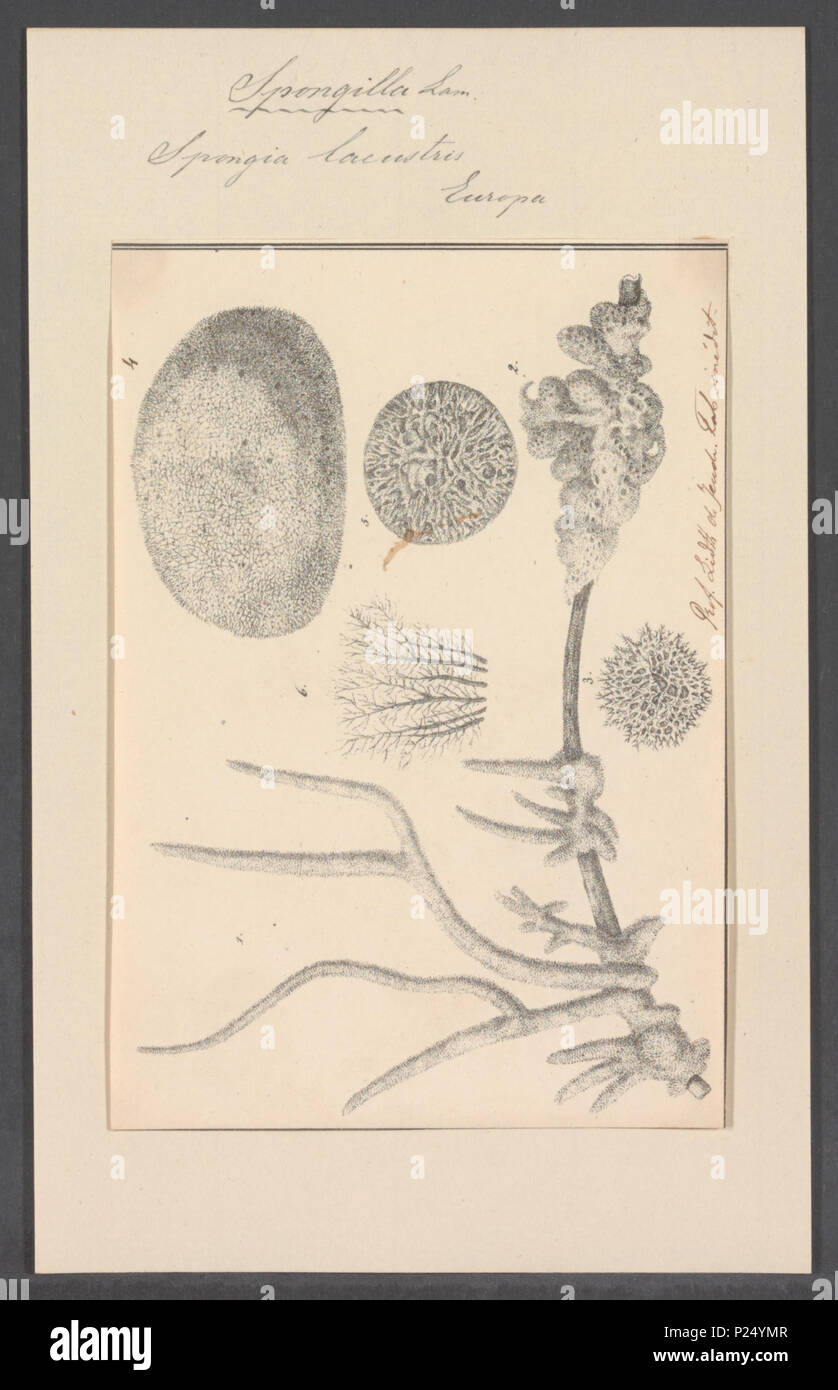 . Spongia lacustris 296 Spongia lacustris - - - - Imprimer 2e moitié Zoologica Collections spéciales de l'Université d'Amsterdam - UBAINV0274 112 05 0006 Banque D'Images
