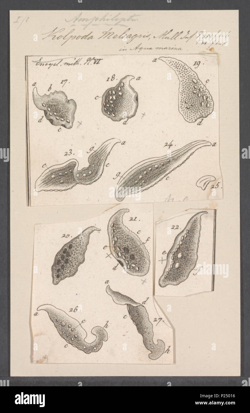 . Kolpoda Kolpoda meleagris meleagris 167 - - - - Imprimer 2e moitié Zoologica Collections spéciales de l'Université d'Amsterdam - UBAINV0274 113 11 0006 Banque D'Images