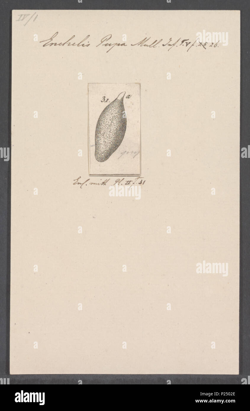 . Enchelis Enchelis - pupa pupa 117 - Imprimer - Zoologica 2e moitié - Collections spéciales de l'Université d'Amsterdam - UBAINV0274 113 13 0021 Banque D'Images