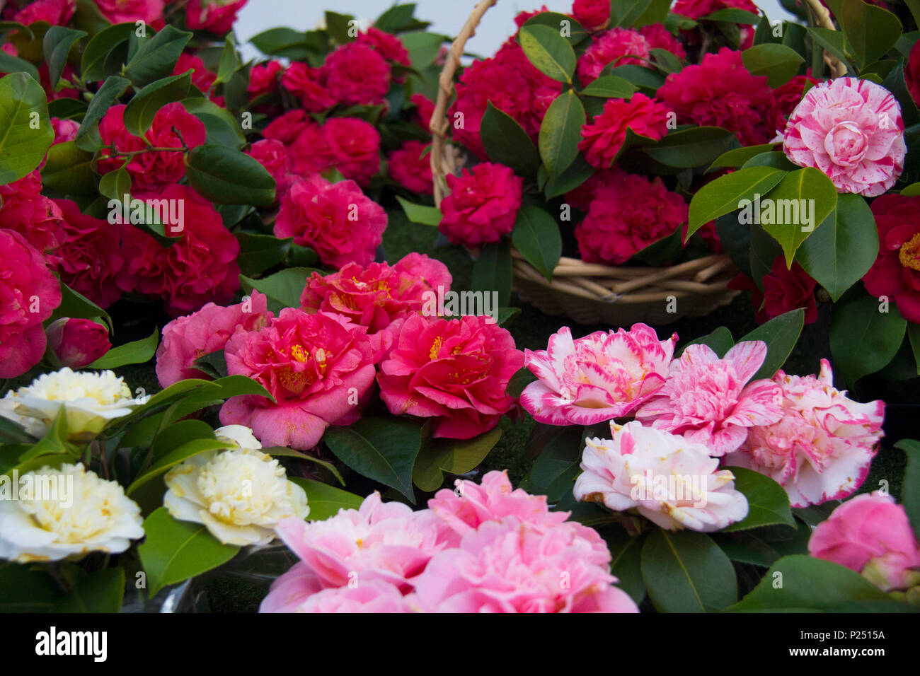 Beaux camélias fleurissent avec des feuilles vert foncé. Banque D'Images