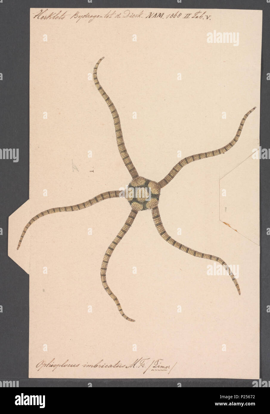 . Ophioplocus Ophioplocus imbricatus imbricatus 212 - - - - Imprimer 2e moitié Zoologica Collections spéciales de l'Université d'Amsterdam - UBAINV0274 108 14 0009 Banque D'Images