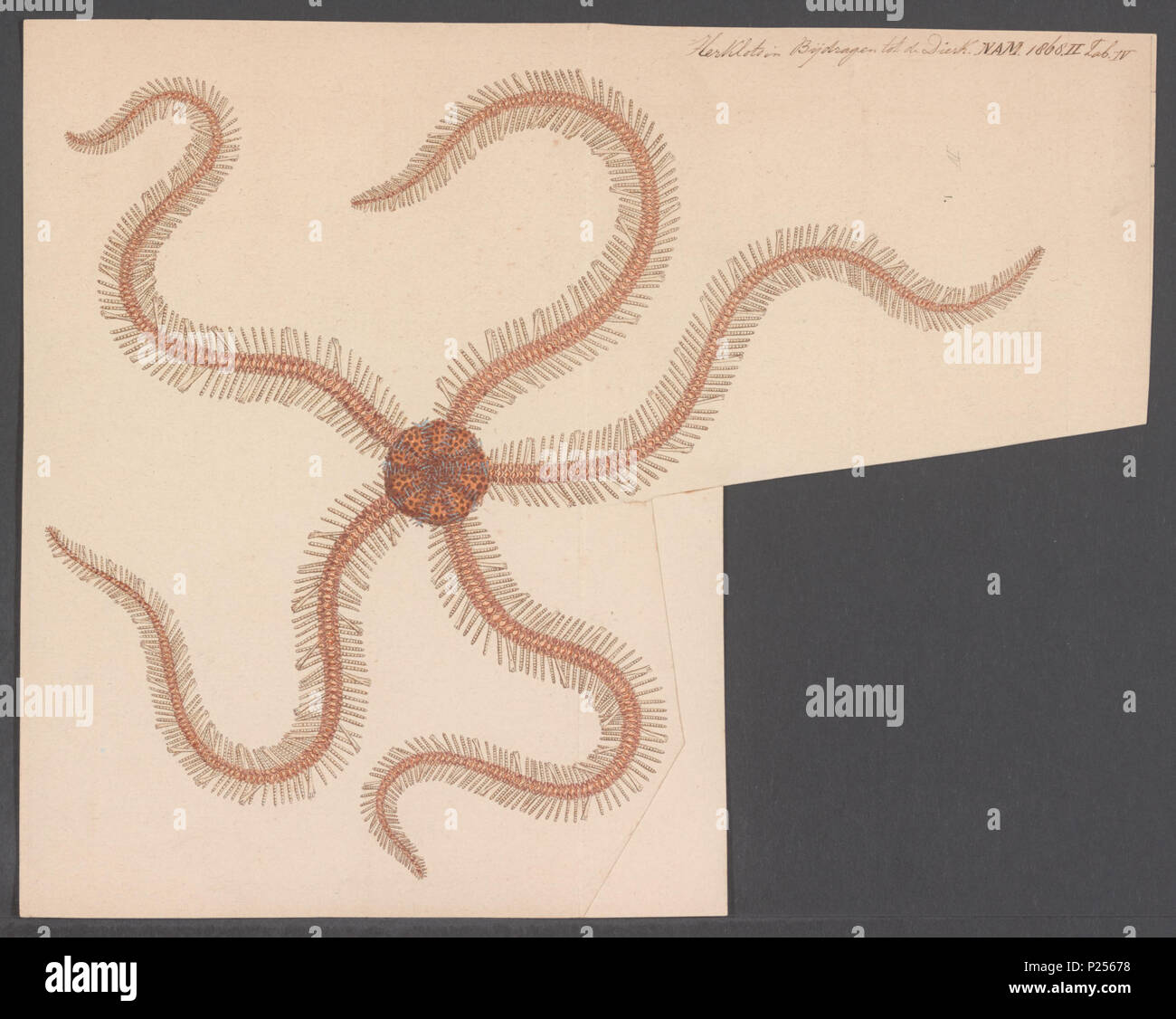 . Ophiomastix annulosa Ophiomastix annulosa 212 - - - - Imprimer 2e moitié Zoologica Collections spéciales de l'Université d'Amsterdam - UBAINV0274 108 15 0004 Banque D'Images