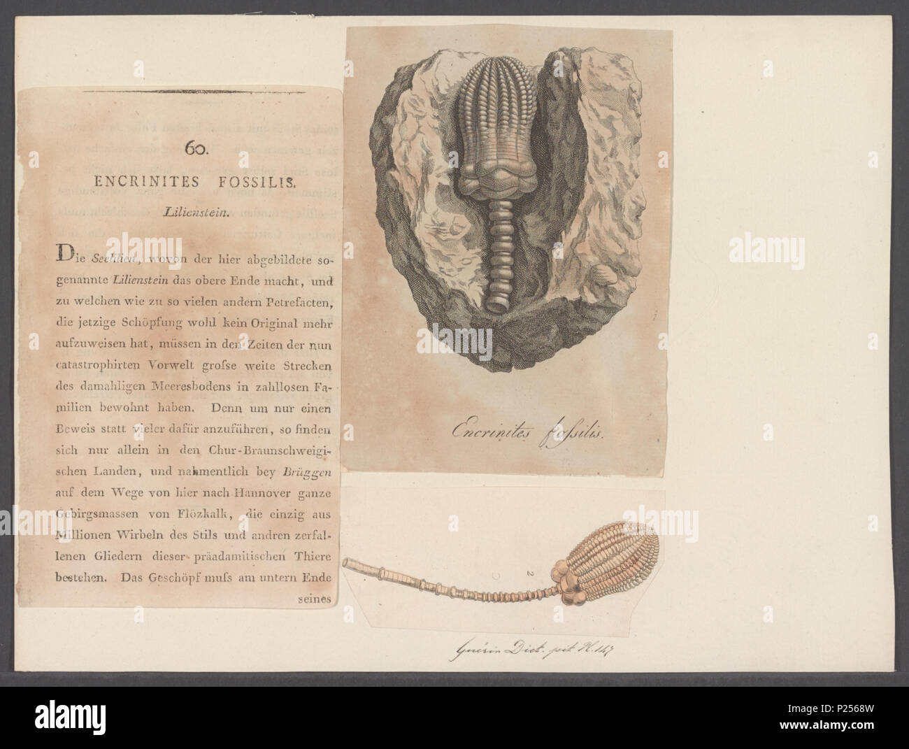 . Encrinites fossilis fossilis Encrinites 117 - - - - Imprimer 2e moitié Zoologica Collections spéciales de l'Université d'Amsterdam - UBAINV0274 108 18 0003 Banque D'Images