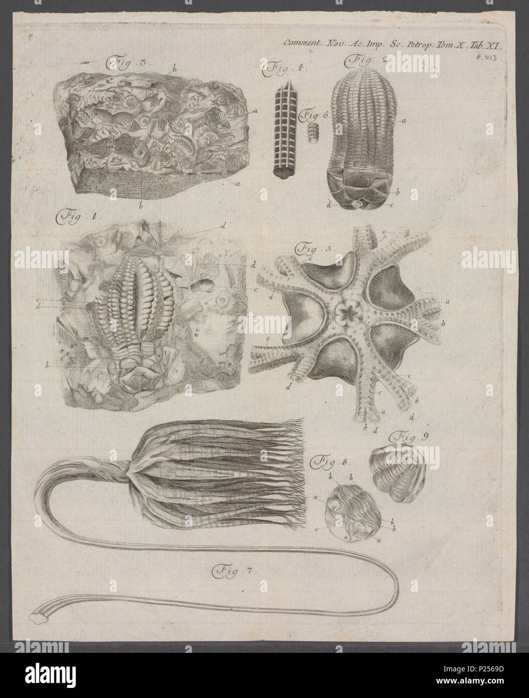 . Encrinus Encrinus spec 117 spec. - - - - Imprimer 2e moitié Zoologica Collections spéciales de l'Université d'Amsterdam - UBAINV0274 108 18 0006 Banque D'Images