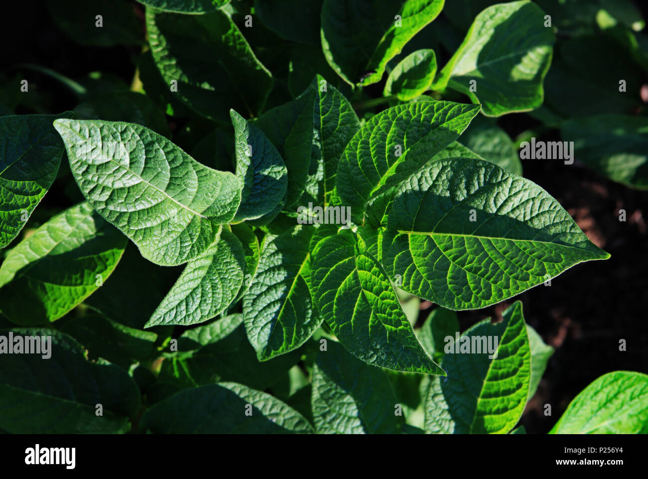 Brûlure des feuilles de pomme de terre Banque de photographies et d — free download
