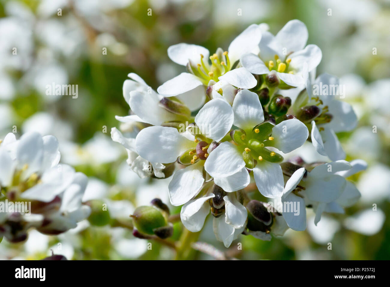 Le scorbut commun-grass (cochlearia officinalis), close up d'une seule tige florifère montrant le détail. Banque D'Images