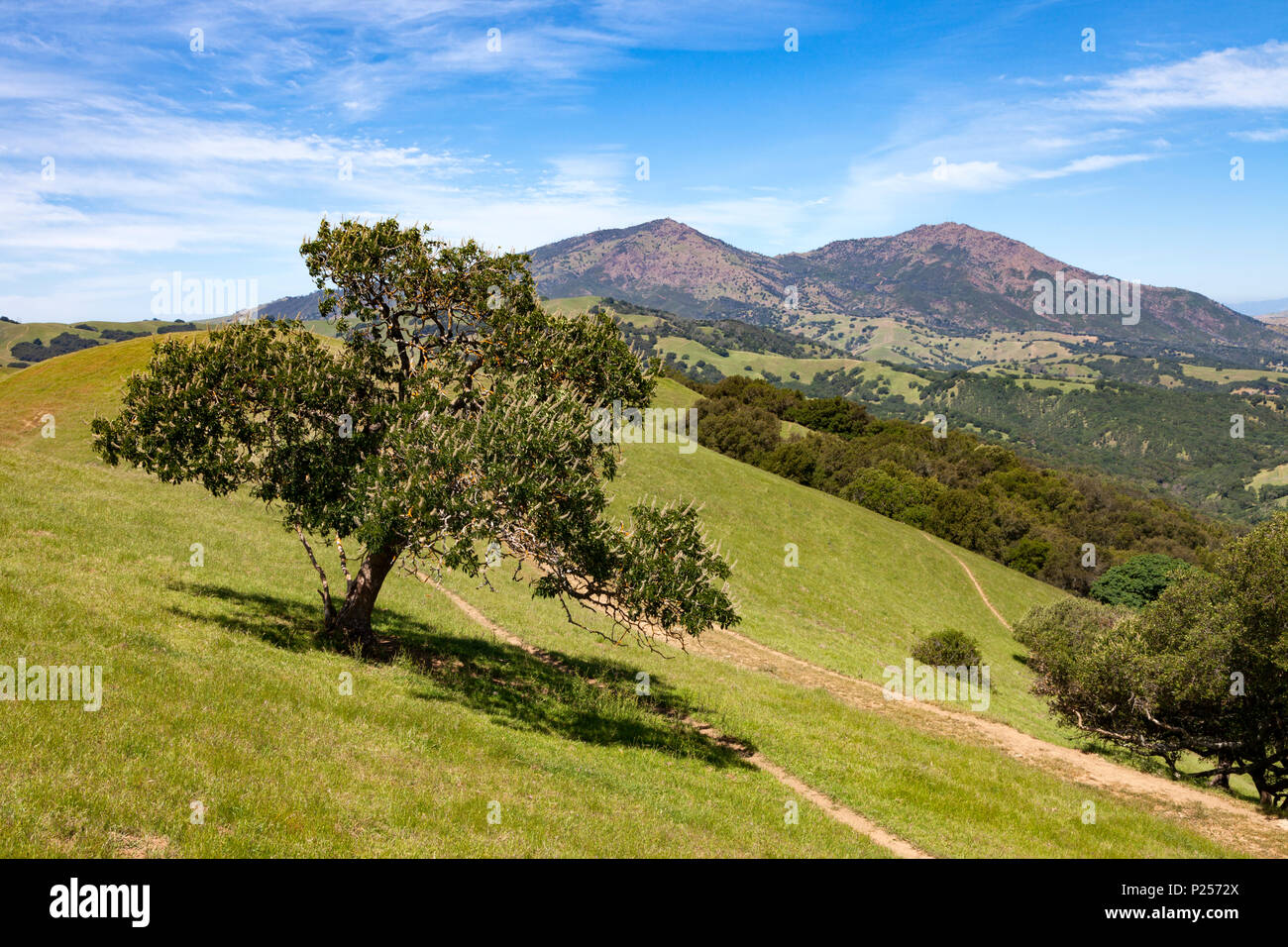 Collines de Morgan Territoire Regional Preserve , l'East Bay Regional Park situé dans le comté de Contra Costa, et le sommet du Mont Banque D'Images