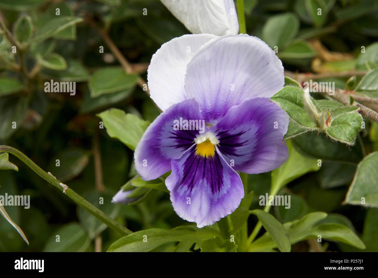 Océan matrice Purple Pansy est un type de grande fleur plante hybride cultivé comme une fleur de jardin Banque D'Images