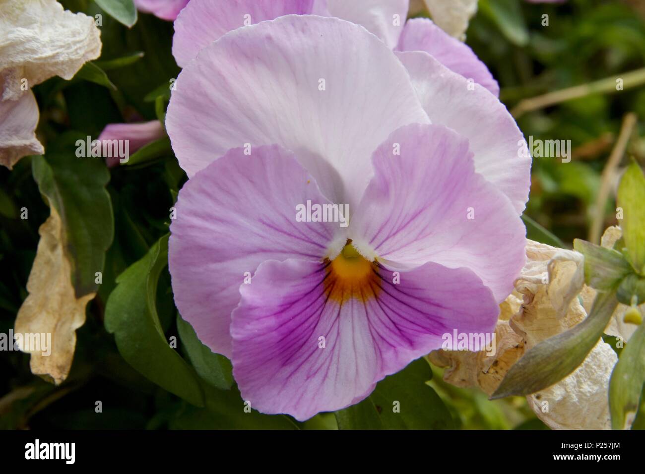Une pensée rose est un type de grande fleur plante hybride cultivé comme  une fleur de jardin Photo Stock - Alamy