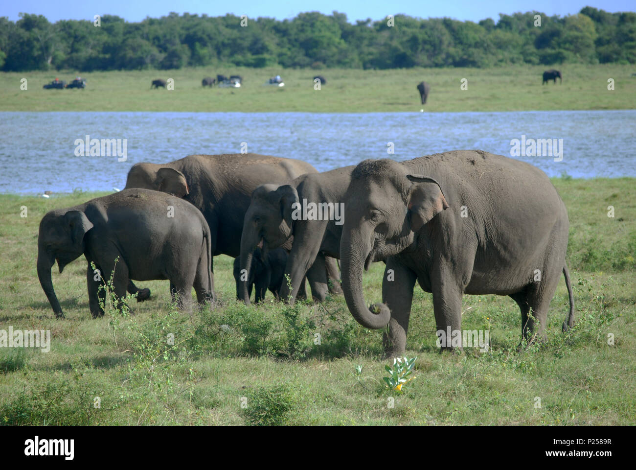 Des éléphants au Parc National de Kaudulla, Sri Lanka. Banque D'Images