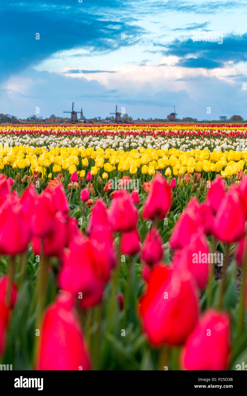 Champ de Tulipes et moulins à vent plein de fleurs à Alkmaar, Pays-Bas Banque D'Images