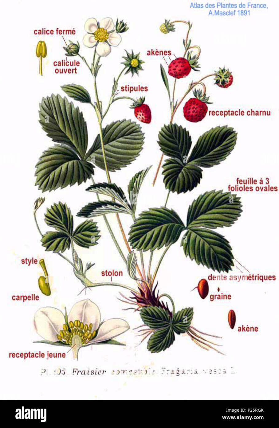 . Fragaria vesca L. Le 31 janvier 2001. JJean-Philippe Masclef Amédée (1858-) JJean-Philippe Masclef Autres noms botaniste français Description Date de naissance/décès 1858 19.. Contrôle d'autorité : Q18507759 : 233362923 VIAF ISNI : 0000 0003 6776 1587 RCAC : n88663684 JJean-Philippe Masclef : Botaniste : SUDOC WorldCat 035266805 1103 Fragaria vesca L Banque D'Images