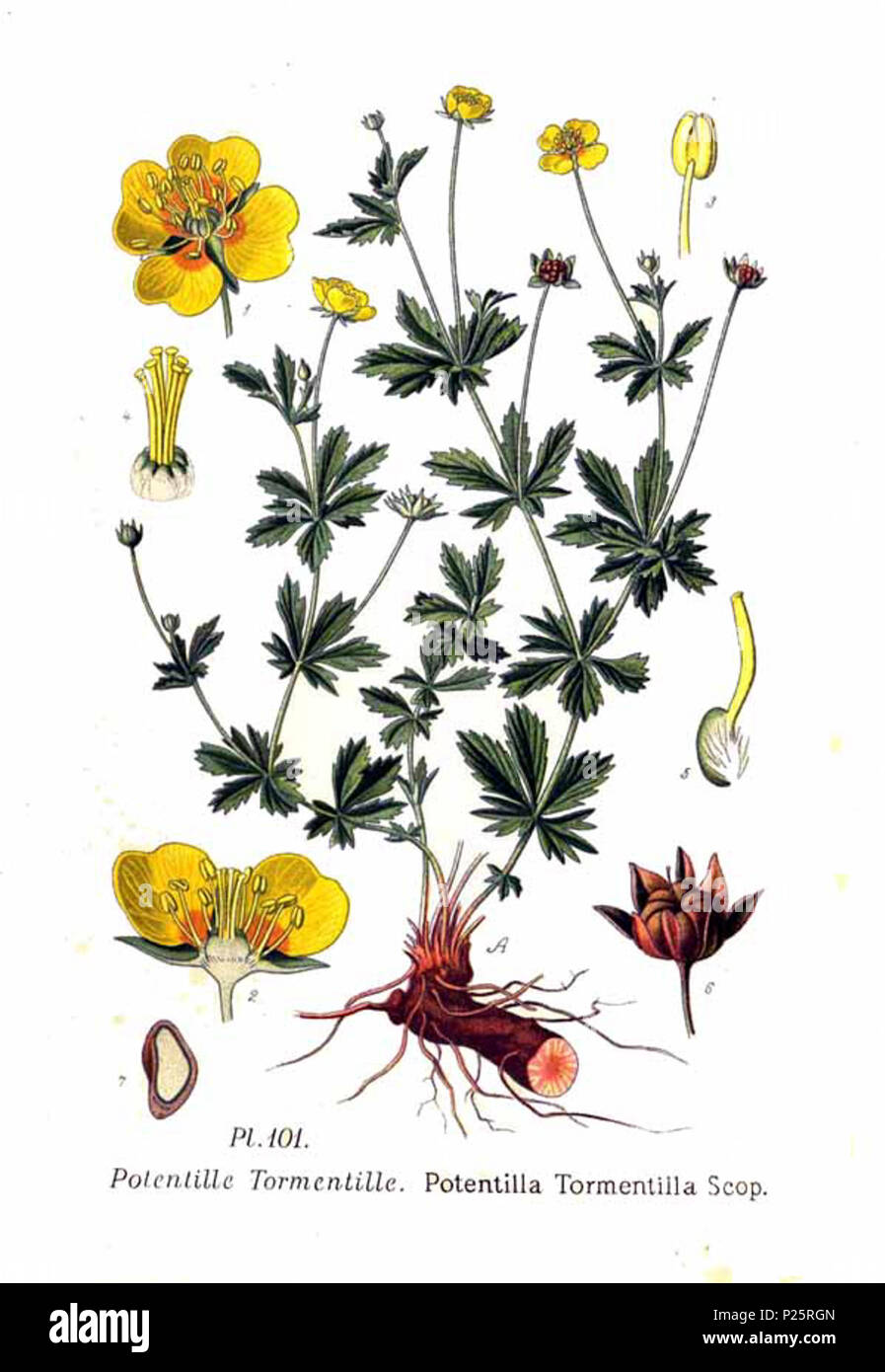 . Potentilla tormentilla Scop. 31 janvier 2001. JJean-Philippe Masclef Amédée (1858-) JJean-Philippe Masclef Autres noms botaniste français Description Date de naissance/décès 1858 19.. Contrôle d'autorité : Q18507759 : 233362923 VIAF ISNI : 0000 0003 6776 1587 RCAC : n88663684 JJean-Philippe Masclef : Botaniste : SUDOC WorldCat 035266805 1 101 Potentilla tormentilla Scop Banque D'Images