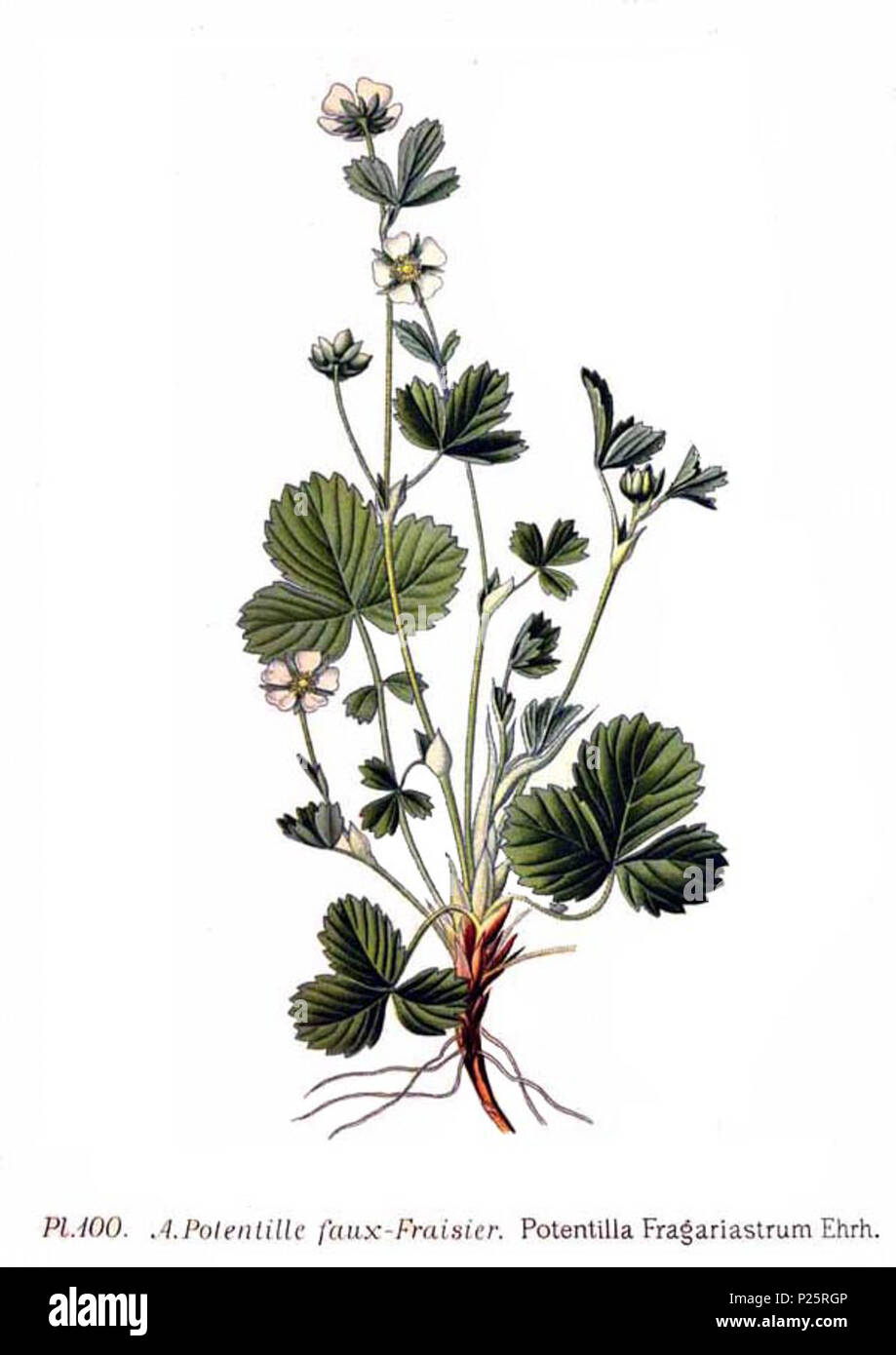 . Potentilla fragariastrum Ehrh. 31 janvier 2001. JJean-Philippe Masclef Amédée (1858-) JJean-Philippe Masclef Autres noms botaniste français Description Date de naissance/décès 1858 19.. Contrôle d'autorité : Q18507759 : 233362923 VIAF ISNI : 0000 0003 6776 1587 RCAC : n88663684 JJean-Philippe Masclef : Botaniste : SUDOC WorldCat 035266805 1100 Potentilla fragariastrum Ehrh Banque D'Images