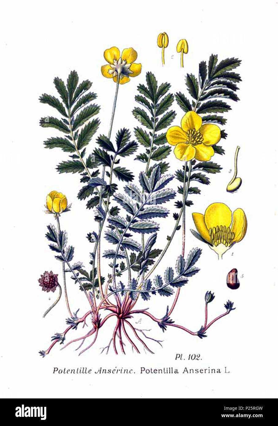 . Potentilla anserina L. Le 31 janvier 2001. JJean-Philippe Masclef Amédée (1858-) JJean-Philippe Masclef Autres noms botaniste français Description Date de naissance/décès 1858 19.. Contrôle d'autorité : Q18507759 : 233362923 VIAF ISNI : 0000 0003 6776 1587 RCAC : n88663684 JJean-Philippe Masclef : Botaniste : SUDOC WorldCat 035266805 1102 Potentilla anserina L Banque D'Images