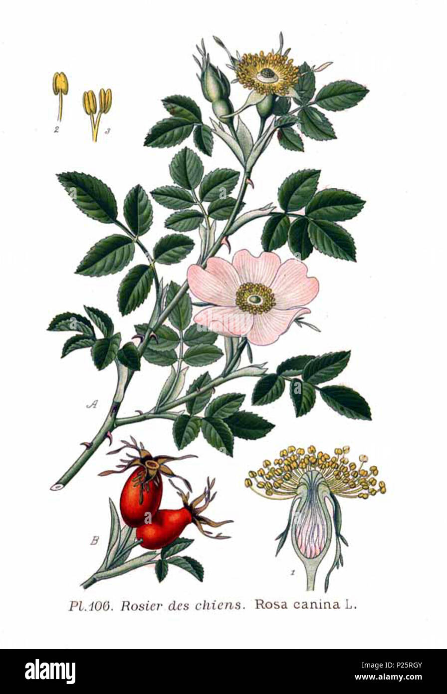 . Rosa canina L. Le 31 janvier 2001. JJean-Philippe Masclef Amédée (1858-) JJean-Philippe Masclef Autres noms botaniste français Description Date de naissance/décès 1858 19.. Contrôle d'autorité : Q18507759 : 233362923 VIAF ISNI : 0000 0003 6776 1587 RCAC : n88663684 JJean-Philippe Masclef : Botaniste : SUDOC WorldCat 035266805 1106 rosa canina L Banque D'Images