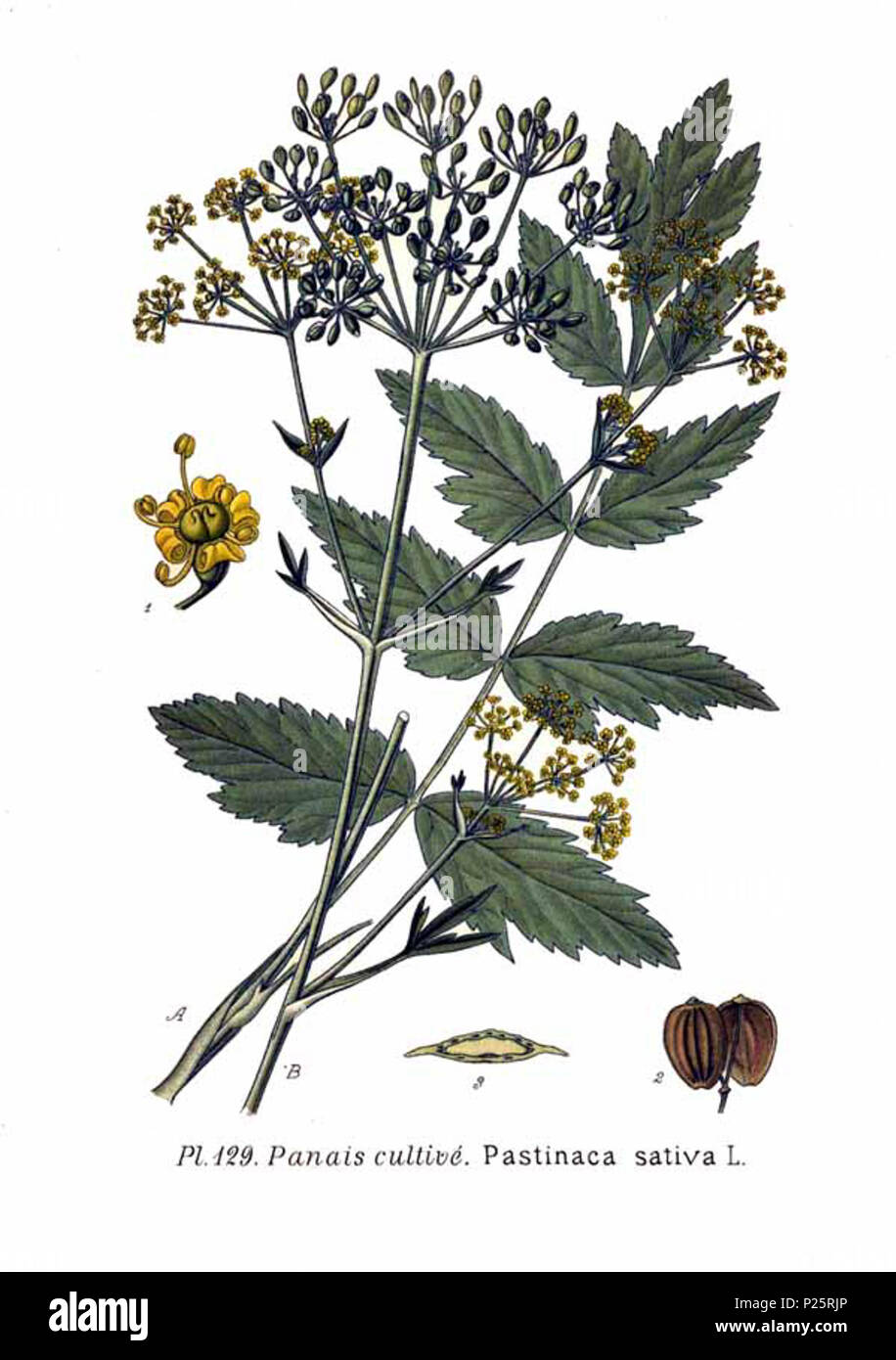 . Pastinaca sativa L. Le 31 janvier 2001. JJean-Philippe Masclef Amédée (1858-) JJean-Philippe Masclef Autres noms botaniste français Description Date de naissance/décès 1858 19.. Contrôle d'autorité : Q18507759 : 233362923 VIAF ISNI : 0000 0003 6776 1587 RCAC : n88663684 JJean-Philippe Masclef : Botaniste : SUDOC WorldCat 035266805 1129 Pastinaca sativa L Banque D'Images