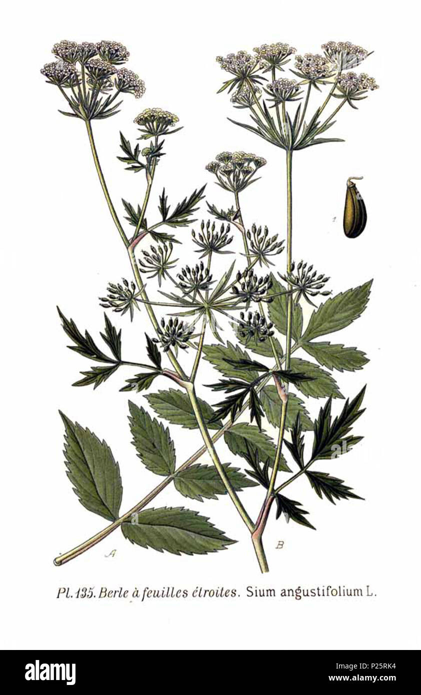 . Sium angustifolium L. Le 31 janvier 2001. JJean-Philippe Masclef Amédée (1858-) JJean-Philippe Masclef Autres noms botaniste français Description Date de naissance/décès 1858 19.. Contrôle d'autorité : Q18507759 : 233362923 VIAF ISNI : 0000 0003 6776 1587 RCAC : n88663684 JJean-Philippe Masclef : Botaniste : SUDOC WorldCat 035266805 1135 angustifolium Sium L Banque D'Images