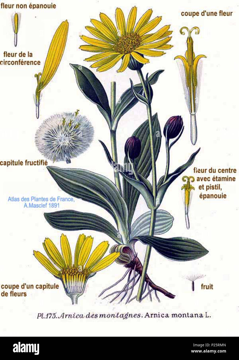 . Arnica montana L. Le 31 janvier 2001. JJean-Philippe Masclef Amédée (1858-) JJean-Philippe Masclef Autres noms botaniste français Description Date de naissance/décès 1858 19.. Contrôle d'autorité : Q18507759 : 233362923 VIAF ISNI : 0000 0003 6776 1587 RCAC : n88663684 JJean-Philippe Masclef : Botaniste : SUDOC WorldCat 035266805 1175 Arnica montana L Banque D'Images