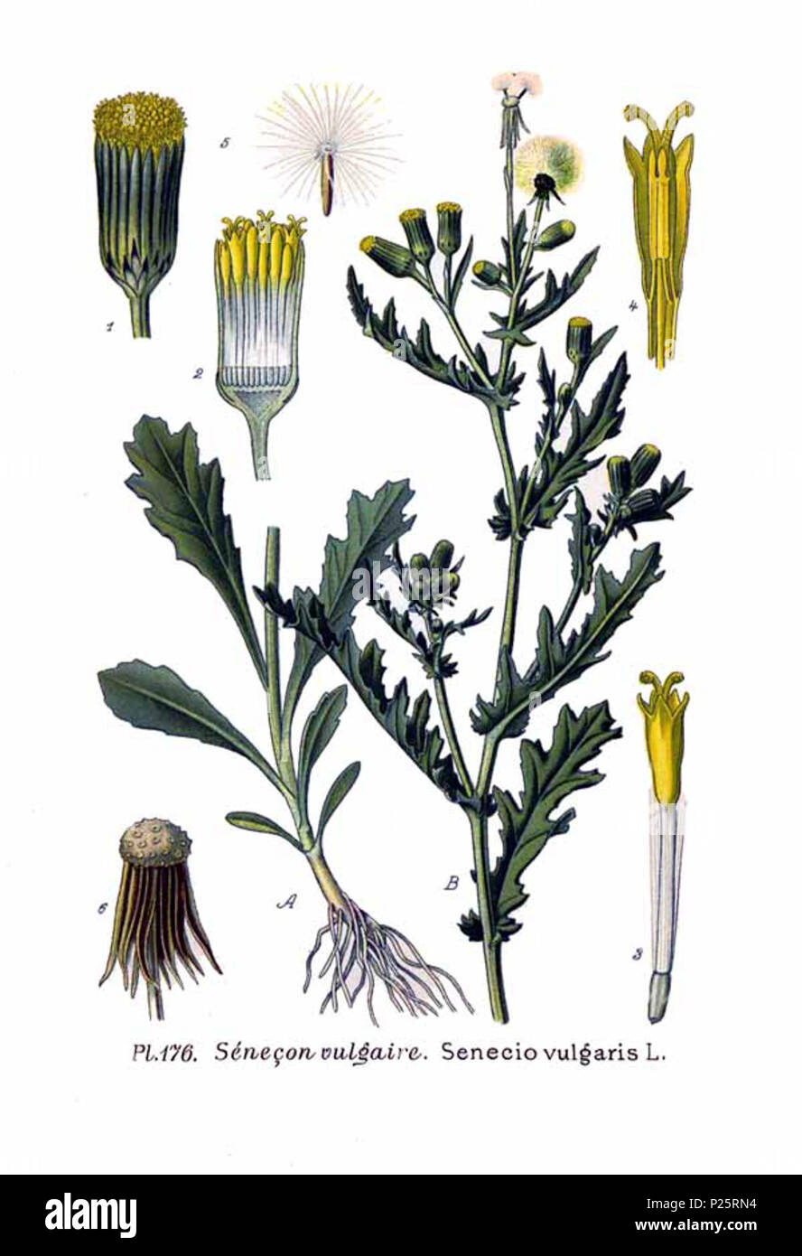 . Senecio vulgaris L. Le 31 janvier 2001. JJean-Philippe Masclef Amédée (1858-) JJean-Philippe Masclef Autres noms botaniste français Description Date de naissance/décès 1858 19.. Contrôle d'autorité : Q18507759 : 233362923 VIAF ISNI : 0000 0003 6776 1587 RCAC : n88663684 JJean-Philippe Masclef : Botaniste : SUDOC WorldCat 035266805 1176 Senecio vulgaris L Banque D'Images