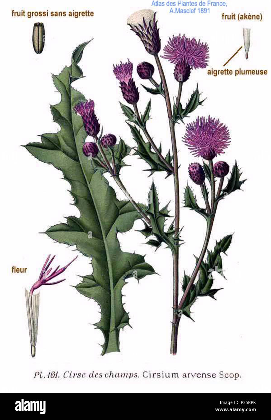 . Cirsium arvense Scop. 31 janvier 2001. JJean-Philippe Masclef Amédée (1858-) JJean-Philippe Masclef Autres noms botaniste français Description Date de naissance/décès 1858 19.. Contrôle d'autorité : Q18507759 : 233362923 VIAF ISNI : 0000 0003 6776 1587 RCAC : n88663684 JJean-Philippe Masclef : Botaniste : SUDOC WorldCat 035266805 1181 Cirsium arvense Scop Banque D'Images
