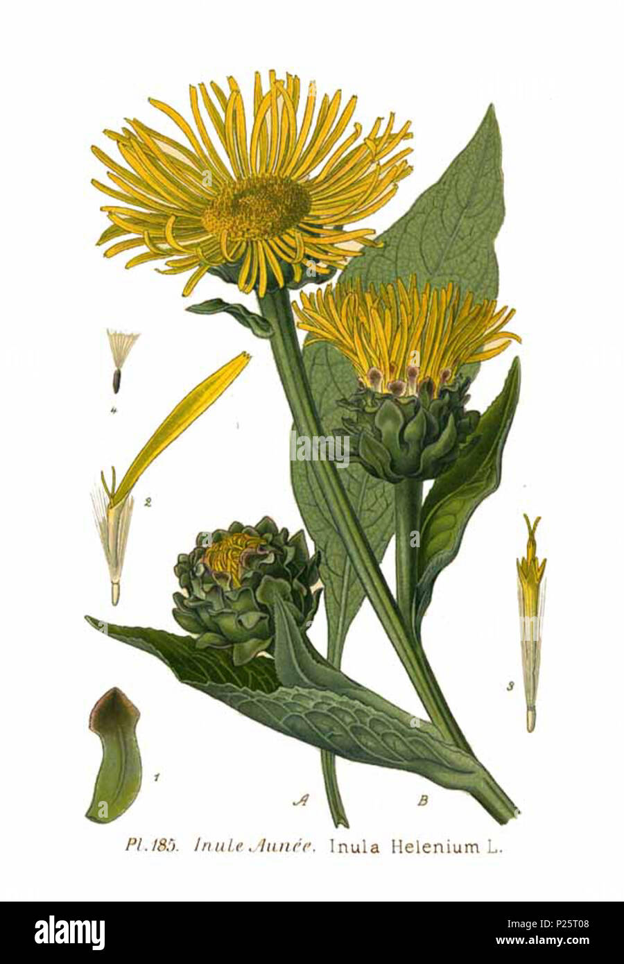 . Inula helenium L. Le 31 janvier 2001. JJean-Philippe Masclef Amédée (1858-) JJean-Philippe Masclef Autres noms botaniste français Description Date de naissance/décès 1858 19.. Contrôle d'autorité : Q18507759 : 233362923 VIAF ISNI : 0000 0003 6776 1587 RCAC : n88663684 JJean-Philippe Masclef : Botaniste : SUDOC WorldCat 035266805 2185 Inula helenium L Banque D'Images