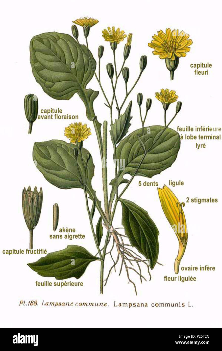 . Lampsana communis L. Le 31 janvier 2001. JJean-Philippe Masclef Amédée (1858-) JJean-Philippe Masclef Autres noms botaniste français Description Date de naissance/décès 1858 19.. Contrôle d'autorité : Q18507759 : 233362923 VIAF ISNI : 0000 0003 6776 1587 RCAC : n88663684 JJean-Philippe Masclef : Botaniste : SUDOC WorldCat 035266805 2188 Lampsana communis L. Banque D'Images