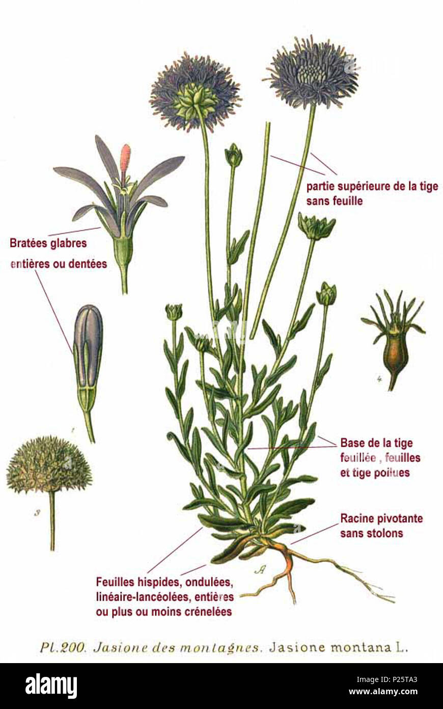 . Jasione montana L. Le 31 janvier 2001. JJean-Philippe Masclef Amédée (1858-) JJean-Philippe Masclef Autres noms botaniste français Description Date de naissance/décès 1858 19.. Contrôle d'autorité : Q18507759 : 233362923 VIAF ISNI : 0000 0003 6776 1587 RCAC : n88663684 JJean-Philippe Masclef : Botaniste : SUDOC WorldCat 035266805 2200 montana Jasione L Banque D'Images