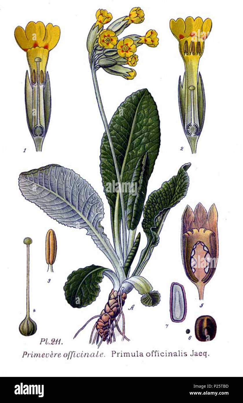 . Primula officinalis Jaqc. 31 janvier 2001. JJean-Philippe Masclef Amédée (1858-) JJean-Philippe Masclef Autres noms botaniste français Description Date de naissance/décès 1858 19.. Contrôle d'autorité : Q18507759 : 233362923 VIAF ISNI : 0000 0003 6776 1587 RCAC : n88663684 JJean-Philippe Masclef : Botaniste : SUDOC WorldCat 035266805 3211 Primula officinalis Jaqc Banque D'Images