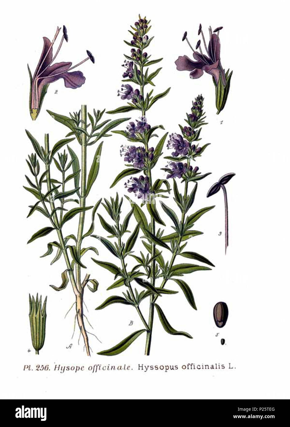 . Hyssopus officinalis L. Le 31 janvier 2001. JJean-Philippe Masclef Amédée (1858-) JJean-Philippe Masclef Autres noms botaniste français Description Date de naissance/décès 1858 19.. Contrôle d'autorité : Q18507759 : 233362923 VIAF ISNI : 0000 0003 6776 1587 RCAC : n88663684 JJean-Philippe Masclef : Botaniste : SUDOC WorldCat 035266805 3256 Hyssopus officinalis L Banque D'Images