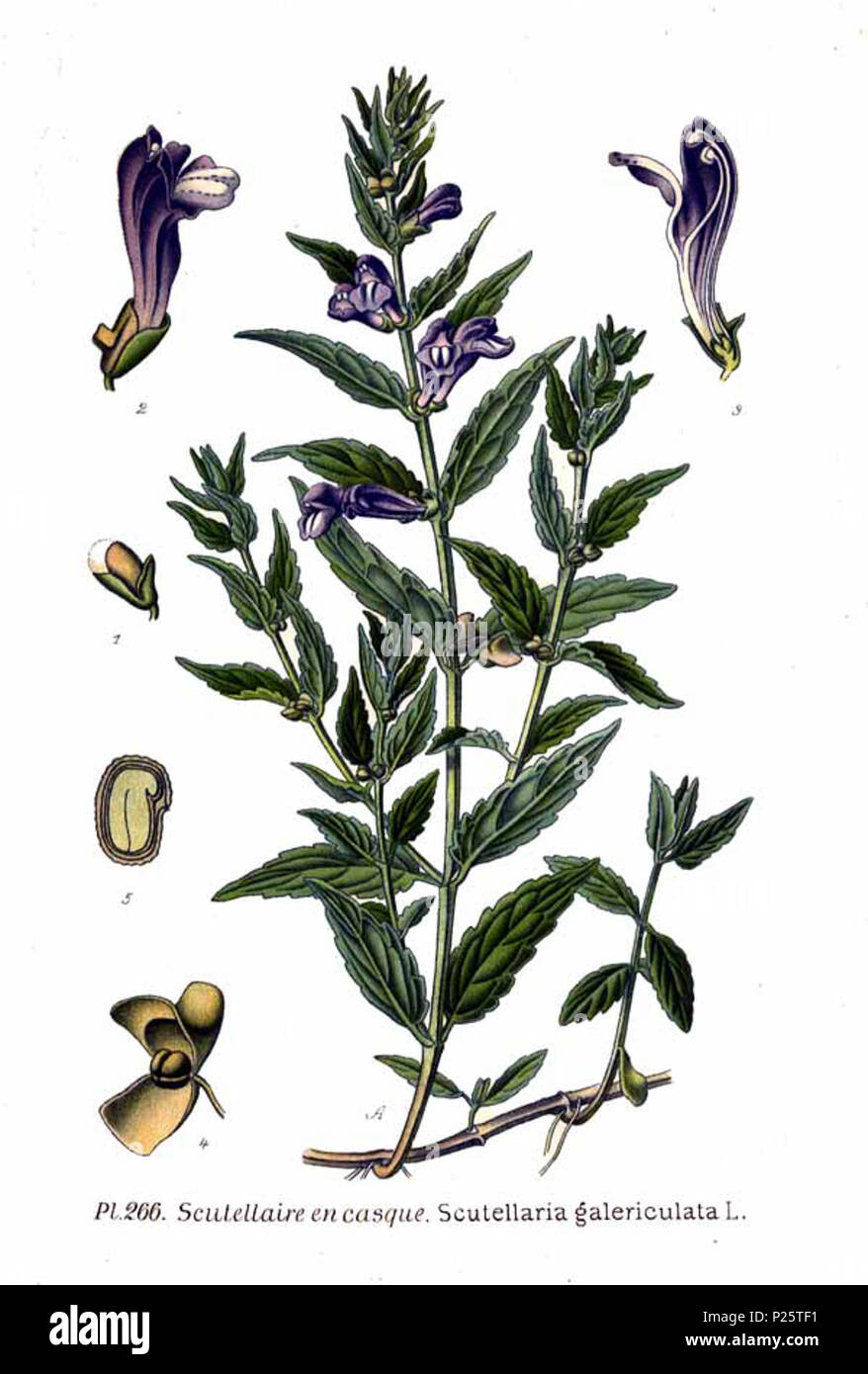 . Scutellaria galericulata L. Le 31 janvier 2001. JJean-Philippe Masclef Amédée (1858-) JJean-Philippe Masclef Autres noms botaniste français Description Date de naissance/décès 1858 19.. Contrôle d'autorité : Q18507759 : 233362923 VIAF ISNI : 0000 0003 6776 1587 RCAC : n88663684 JJean-Philippe Masclef : Botaniste : SUDOC WorldCat 035266805 3266 Scutellaria galericulata L Banque D'Images