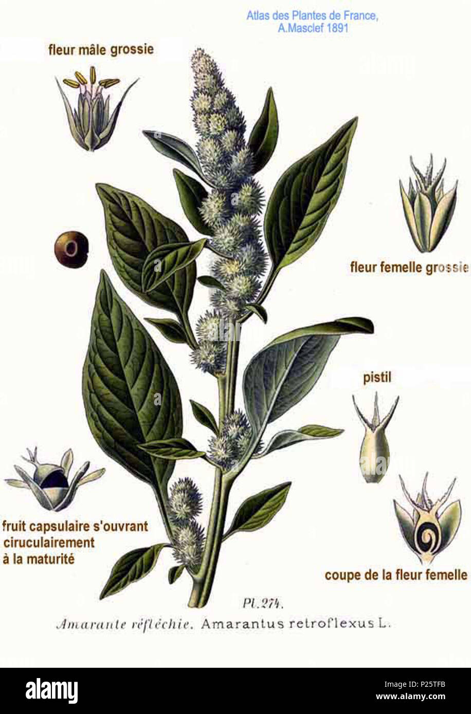 . Amarantus retroflexus L . 31 janvier 2001. JJean-Philippe Masclef Amédée (1858-) JJean-Philippe Masclef Autres noms botaniste français Description Date de naissance/décès 1858 19.. Contrôle d'autorité : Q18507759 : 233362923 VIAF ISNI : 0000 0003 6776 1587 RCAC : n88663684 JJean-Philippe Masclef : Botaniste : SUDOC WorldCat 035266805 3274 Amarantus retroflexus L Banque D'Images