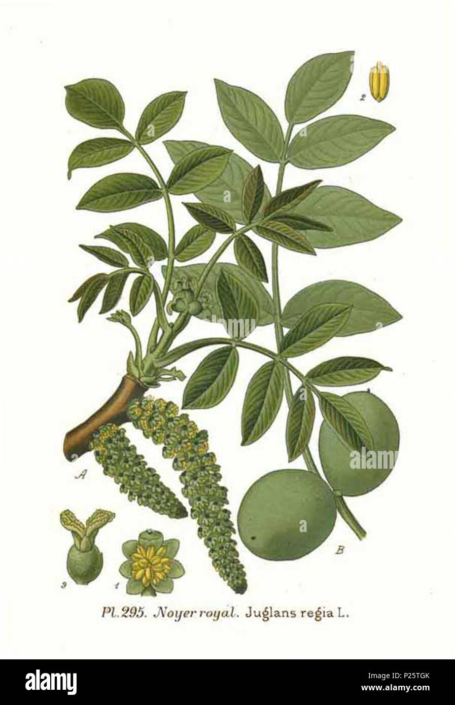 . Juglans regia L. Le 31 janvier 2001. JJean-Philippe Masclef Amédée (1858-) JJean-Philippe Masclef Autres noms botaniste français Description Date de naissance/décès 1858 19.. Contrôle d'autorité : Q18507759 : 233362923 VIAF ISNI : 0000 0003 6776 1587 RCAC : n88663684 JJean-Philippe Masclef : Botaniste : SUDOC WorldCat 035266805 3295 Juglans regia L Banque D'Images