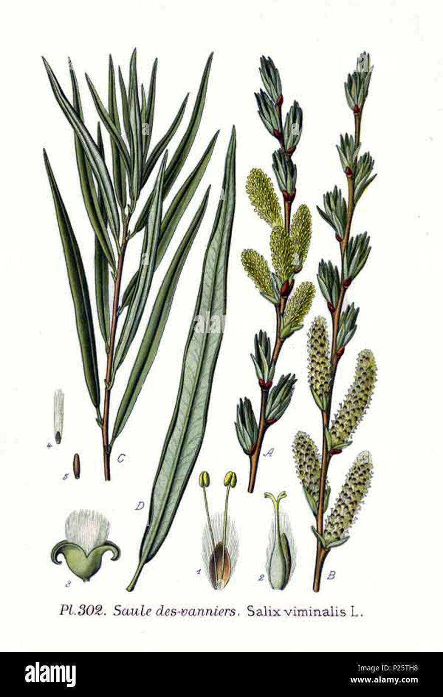 . Salix viminalis L. Le 31 janvier 2001. JJean-Philippe Masclef Amédée (1858-) JJean-Philippe Masclef Autres noms botaniste français Description Date de naissance/décès 1858 19.. Contrôle d'autorité : Q18507759 : 233362923 VIAF ISNI : 0000 0003 6776 1587 RCAC : n88663684 JJean-Philippe Masclef : Botaniste : SUDOC WorldCat 035266805 3302 Salix viminalis L Banque D'Images