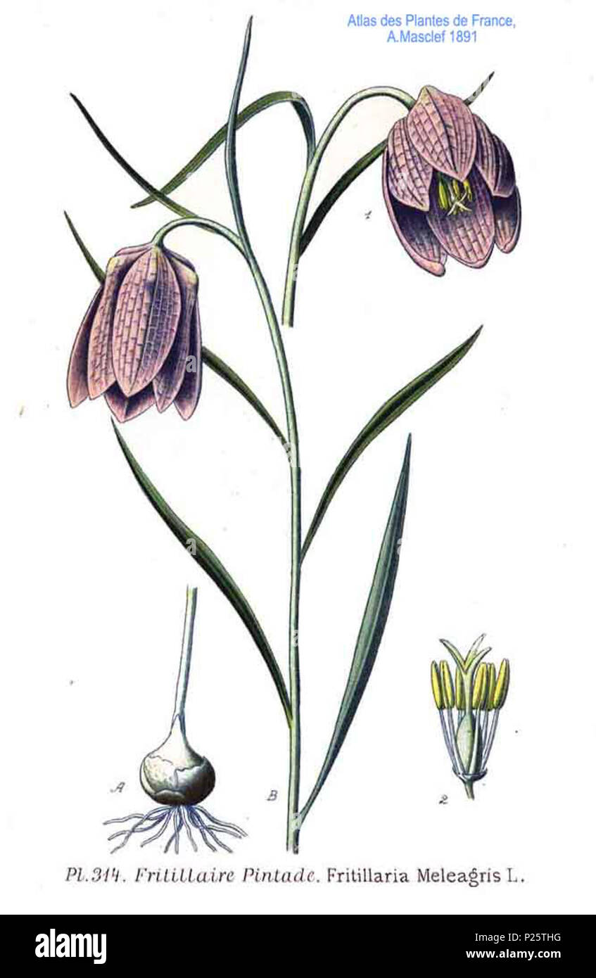 . Fritillaria meleagris L. Le 31 janvier 2001. JJean-Philippe Masclef Amédée (1858-) JJean-Philippe Masclef Autres noms botaniste français Description Date de naissance/décès 1858 19.. Contrôle d'autorité : Q18507759 : 233362923 VIAF ISNI : 0000 0003 6776 1587 RCAC : n88663684 JJean-Philippe Masclef : Botaniste : SUDOC WorldCat 035266805 3314 Fritillaria meleagris L Banque D'Images