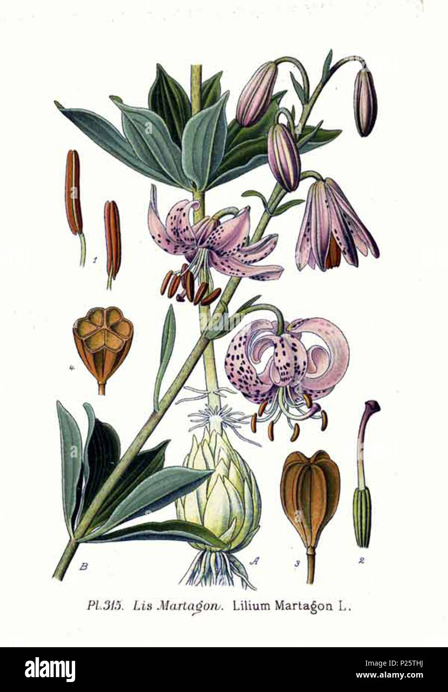 . Lilium martagon L. Le 31 janvier 2001. JJean-Philippe Masclef Amédée (1858-) JJean-Philippe Masclef Autres noms botaniste français Description Date de naissance/décès 1858 19.. Contrôle d'autorité : Q18507759 : 233362923 VIAF ISNI : 0000 0003 6776 1587 RCAC : n88663684 JJean-Philippe Masclef : Botaniste : SUDOC WorldCat 035266805 3315 Lilium martagon L Banque D'Images