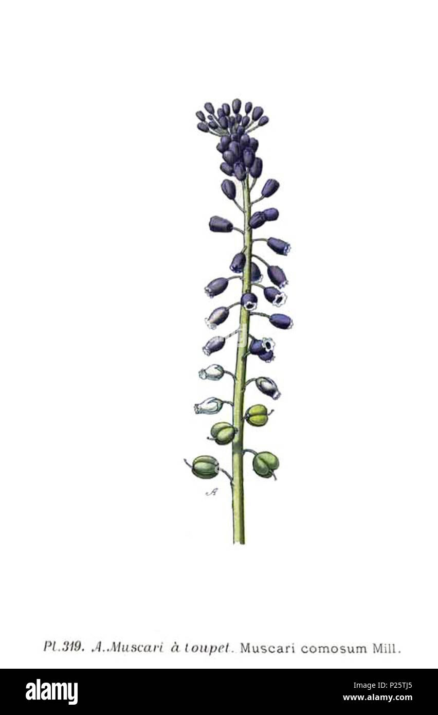 . Muscari comosum Mill. 31 janvier 2001. JJean-Philippe Masclef Amédée (1858-) JJean-Philippe Masclef Autres noms botaniste français Description Date de naissance/décès 1858 19.. Contrôle d'autorité : Q18507759 : 233362923 VIAF ISNI : 0000 0003 6776 1587 RCAC : n88663684 JJean-Philippe Masclef : Botaniste : SUDOC WorldCat 035266805 3319 Muscari comosum Mill Banque D'Images