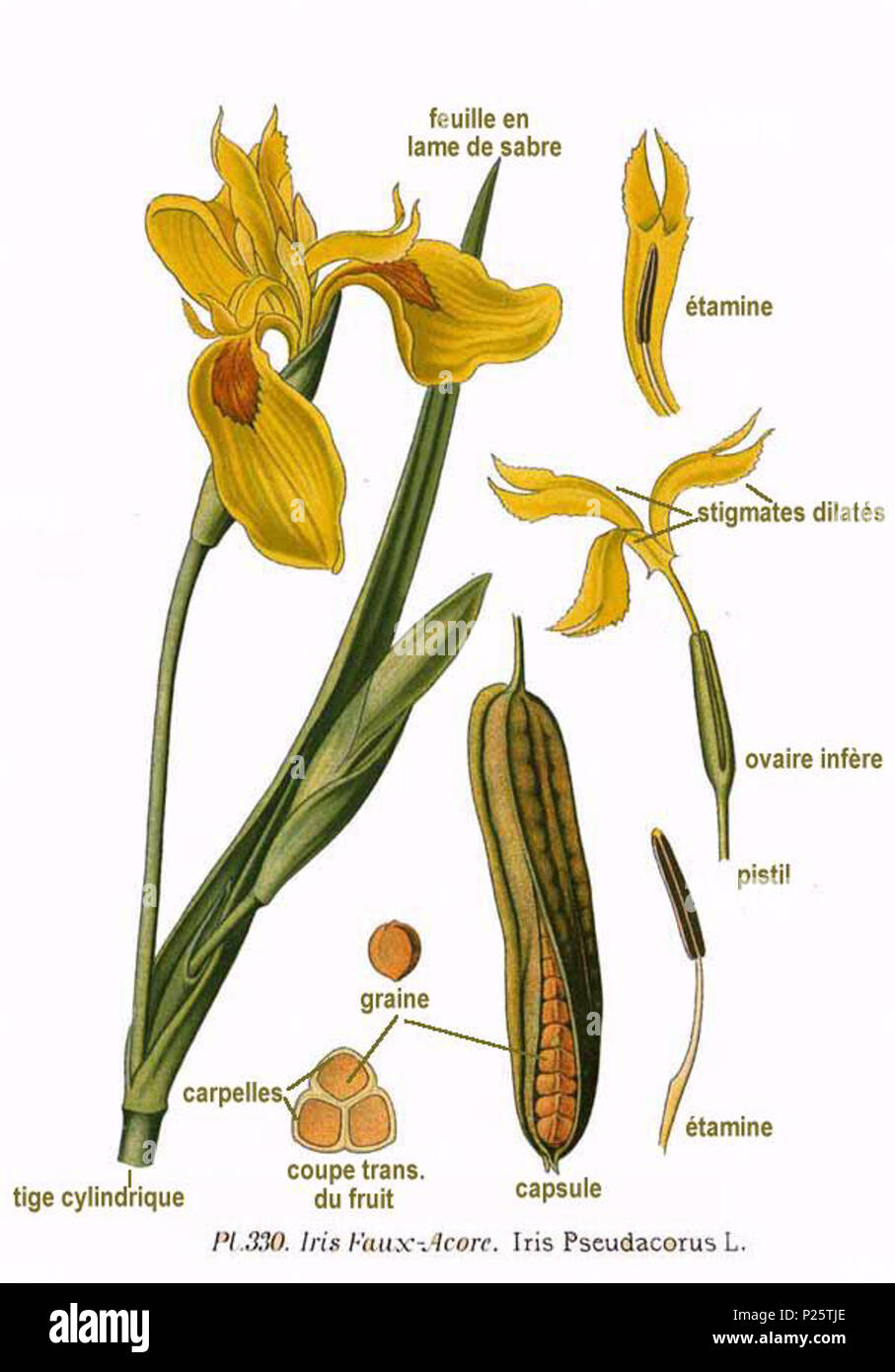. Iris pseudacorus L. Le 31 janvier 2001. JJean-Philippe Masclef Amédée (1858-) JJean-Philippe Masclef Autres noms botaniste français Description Date de naissance/décès 1858 19.. Contrôle d'autorité : Q18507759 : 233362923 VIAF ISNI : 0000 0003 6776 1587 RCAC : n88663684 JJean-Philippe Masclef : Botaniste : SUDOC WorldCat 035266805 3330 Iris pseudacorus L Banque D'Images