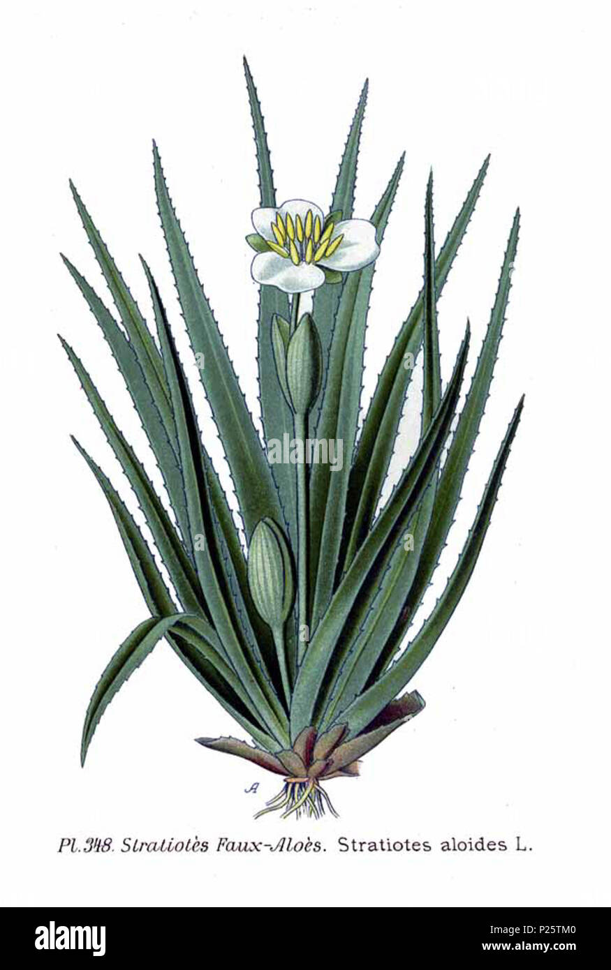 . Stratiotes aloides L. Le 31 janvier 2001. JJean-Philippe Masclef Amédée (1858-) JJean-Philippe Masclef Autres noms botaniste français Description Date de naissance/décès 1858 19.. Contrôle d'autorité : Q18507759 : 233362923 VIAF ISNI : 0000 0003 6776 1587 RCAC : n88663684 JJean-Philippe Masclef : Botaniste : SUDOC WorldCat 035266805 3348 Stratiotes aloides L Banque D'Images
