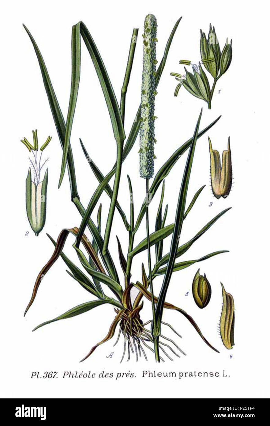 . Phleum pratense L. Le 31 janvier 2001. JJean-Philippe Masclef Amédée (1858-) JJean-Philippe Masclef Autres noms botaniste français Description Date de naissance/décès 1858 19.. Contrôle d'autorité : Q18507759 : 233362923 VIAF ISNI : 0000 0003 6776 1587 RCAC : n88663684 JJean-Philippe Masclef : Botaniste : SUDOC WorldCat 035266805 3367 Phleum pratense L Banque D'Images