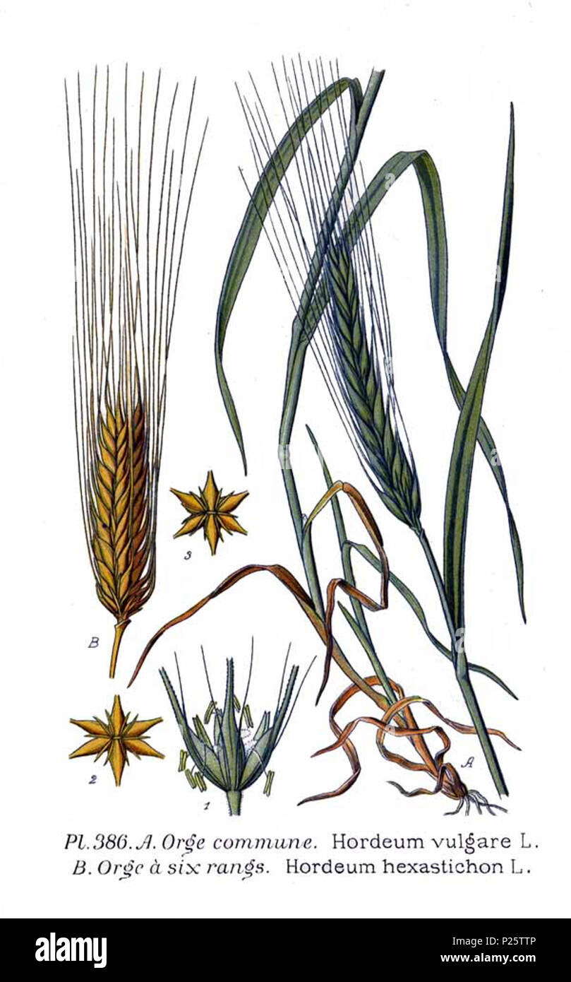 . Hordeum vulgare L. Tela-Botanica.org : Orge à six rangs, Hordeum vulgare subsp. hexastichum (L.) Celak., syn. Hordeum hexastichon L. Le 31 janvier 2001. JJean-Philippe Masclef Amédée (1858-) JJean-Philippe Masclef Autres noms botaniste français Description Date de naissance/décès 1858 19.. Contrôle d'autorité : Q18507759 : 233362923 VIAF ISNI : 0000 0003 6776 1587 RCAC : n88663684 JJean-Philippe Masclef : Botaniste : SUDOC WorldCat 035266805 4386 Hordeum vulgare L., H. hexastichon L Banque D'Images