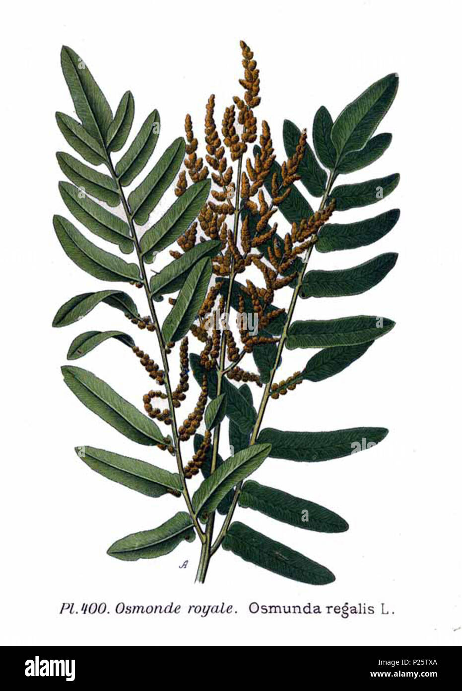 . Osmunda regalis L. Le 31 janvier 2001. JJean-Philippe Masclef Amédée (1858-) JJean-Philippe Masclef Autres noms botaniste français Description Date de naissance/décès 1858 19.. Contrôle d'autorité : Q18507759 : 233362923 VIAF ISNI : 0000 0003 6776 1587 RCAC : n88663684 JJean-Philippe Masclef : Botaniste : SUDOC WorldCat 035266805 4400 Osmunda regalis L Banque D'Images