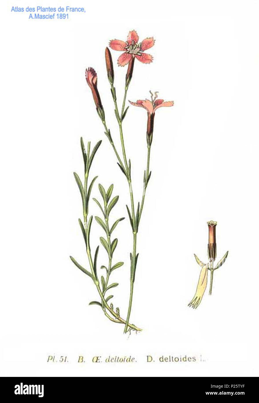 . Dianthus deltoides L. Le 31 janvier 2001. JJean-Philippe Masclef Amédée (1858-) JJean-Philippe Masclef Autres noms botaniste français Description Date de naissance/décès 1858 19.. Contrôle d'autorité : Q18507759 : 233362923 VIAF ISNI : 0000 0003 6776 1587 RCAC : n88663684 JJean-Philippe Masclef : Botaniste : SUDOC WorldCat 035266805 4 Dianthus deltoides 51 L Banque D'Images