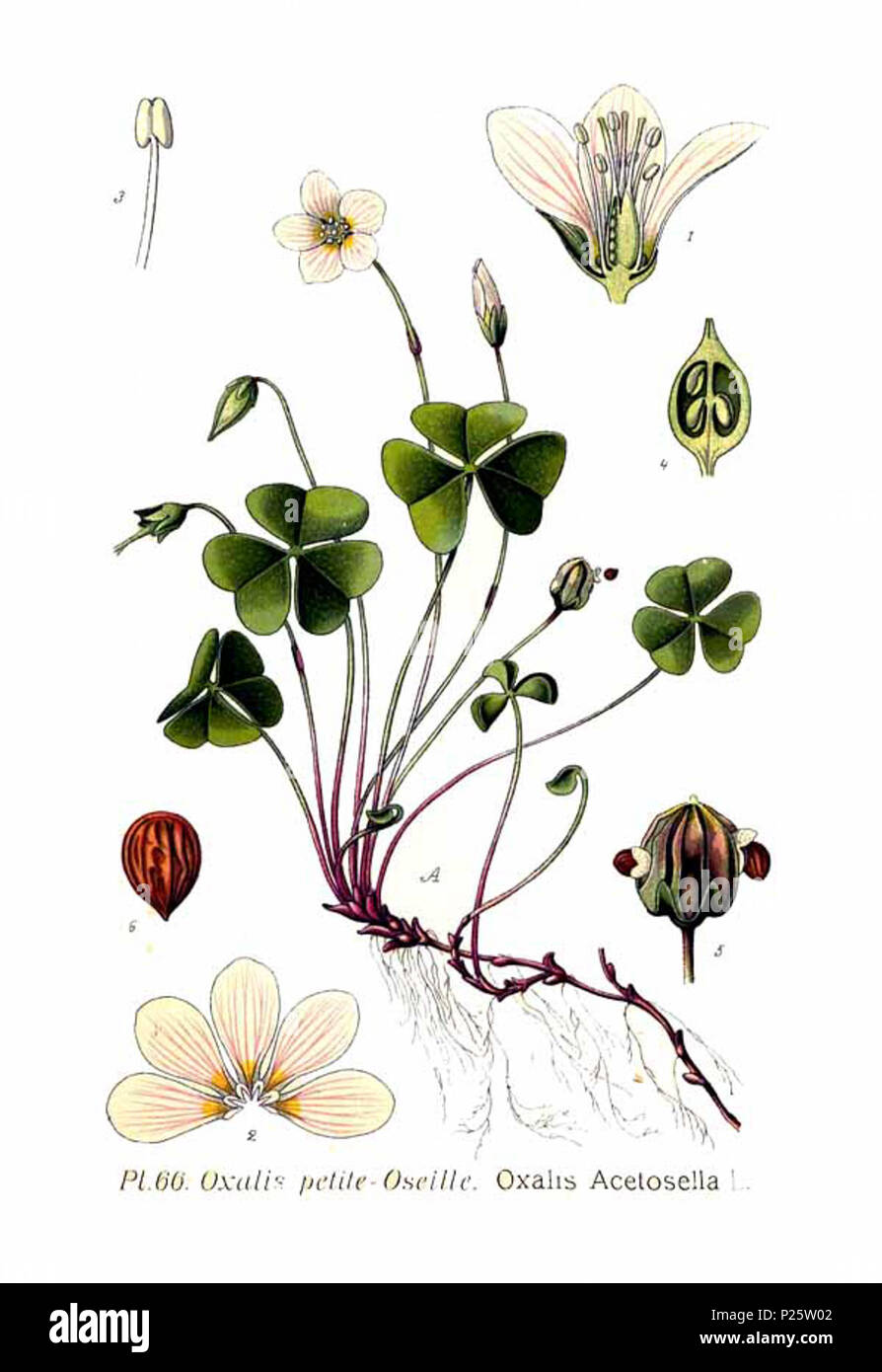. Oxalis acetosella L. Le 31 janvier 2001. JJean-Philippe Masclef Amédée (1858-) JJean-Philippe Masclef Autres noms botaniste français Description Date de naissance/décès 1858 19.. Contrôle d'autorité : Q18507759 : 233362923 VIAF ISNI : 0000 0003 6776 1587 RCAC : n88663684 JJean-Philippe Masclef : Botaniste : SUDOC WorldCat 035266805 466 Oxalis acetosella L Banque D'Images