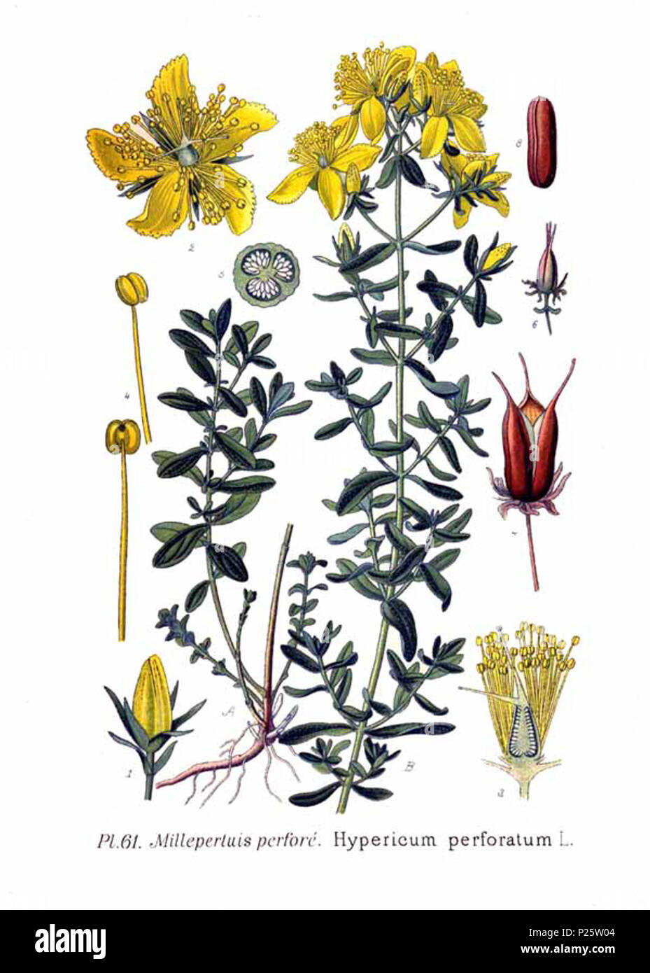 . Hypericum perforatum L. Le 31 janvier 2001. JJean-Philippe Masclef Amédée (1858-) JJean-Philippe Masclef Autres noms botaniste français Description Date de naissance/décès 1858 19.. Contrôle d'autorité : Q18507759 : 233362923 VIAF ISNI : 0000 0003 6776 1587 RCAC : n88663684 JJean-Philippe Masclef : Botaniste : SUDOC WorldCat 461 035266805 Hypericum perforatum L Banque D'Images