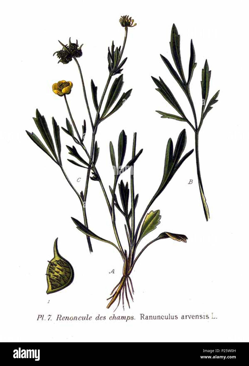 . Ranunculus arvensis L. Le 31 janvier 2001. JJean-Philippe Masclef Amédée (1858-) JJean-Philippe Masclef Autres noms botaniste français Description Date de naissance/décès 1858 19.. Contrôle d'autorité : Q18507759 : 233362923 VIAF ISNI : 0000 0003 6776 1587 RCAC : n88663684 JJean-Philippe Masclef : Botaniste : SUDOC WorldCat 035266805 47 Ranunculus arvensis L Banque D'Images