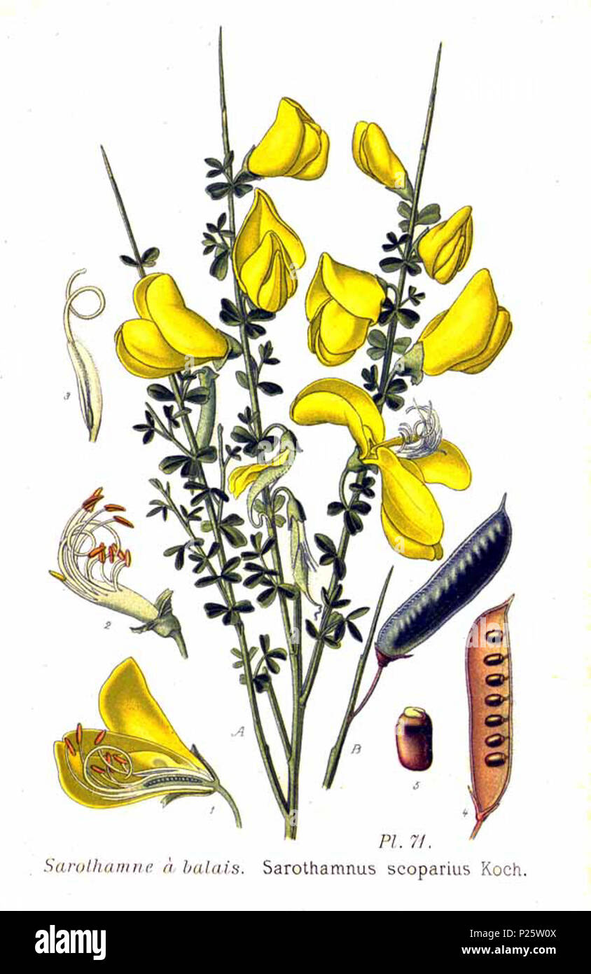 . Sarothamnus scoparius Koch. 31 janvier 2001. JJean-Philippe Masclef Amédée (1858-) JJean-Philippe Masclef Autres noms botaniste français Description Date de naissance/décès 1858 19.. Contrôle d'autorité : Q18507759 : 233362923 VIAF ISNI : 0000 0003 6776 1587 RCAC : n88663684 JJean-Philippe Masclef : Botaniste : SUDOC WorldCat 471 035266805 Sarothamnus scoparius Koch Banque D'Images