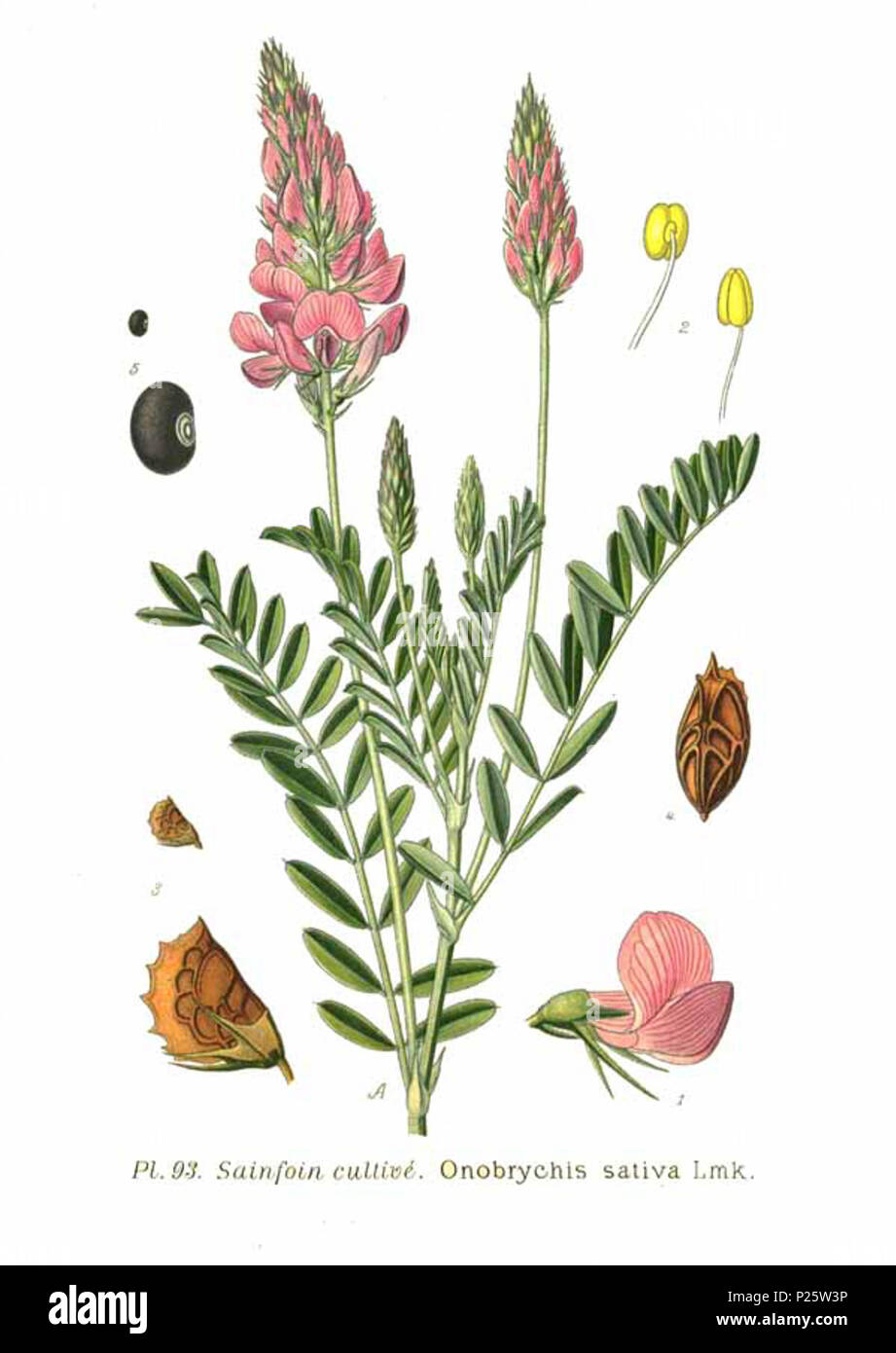 . Onobrychis viciifolia Lmk. 31 janvier 2001. JJean-Philippe Masclef Amédée (1858-) JJean-Philippe Masclef Autres noms botaniste français Description Date de naissance/décès 1858 19.. Contrôle d'autorité : Q18507759 : 233362923 VIAF ISNI : 0000 0003 6776 1587 RCAC : n88663684 JJean-Philippe Masclef : Botaniste : SUDOC WorldCat 035266805 493 Onobrychis sativa Lmk Banque D'Images