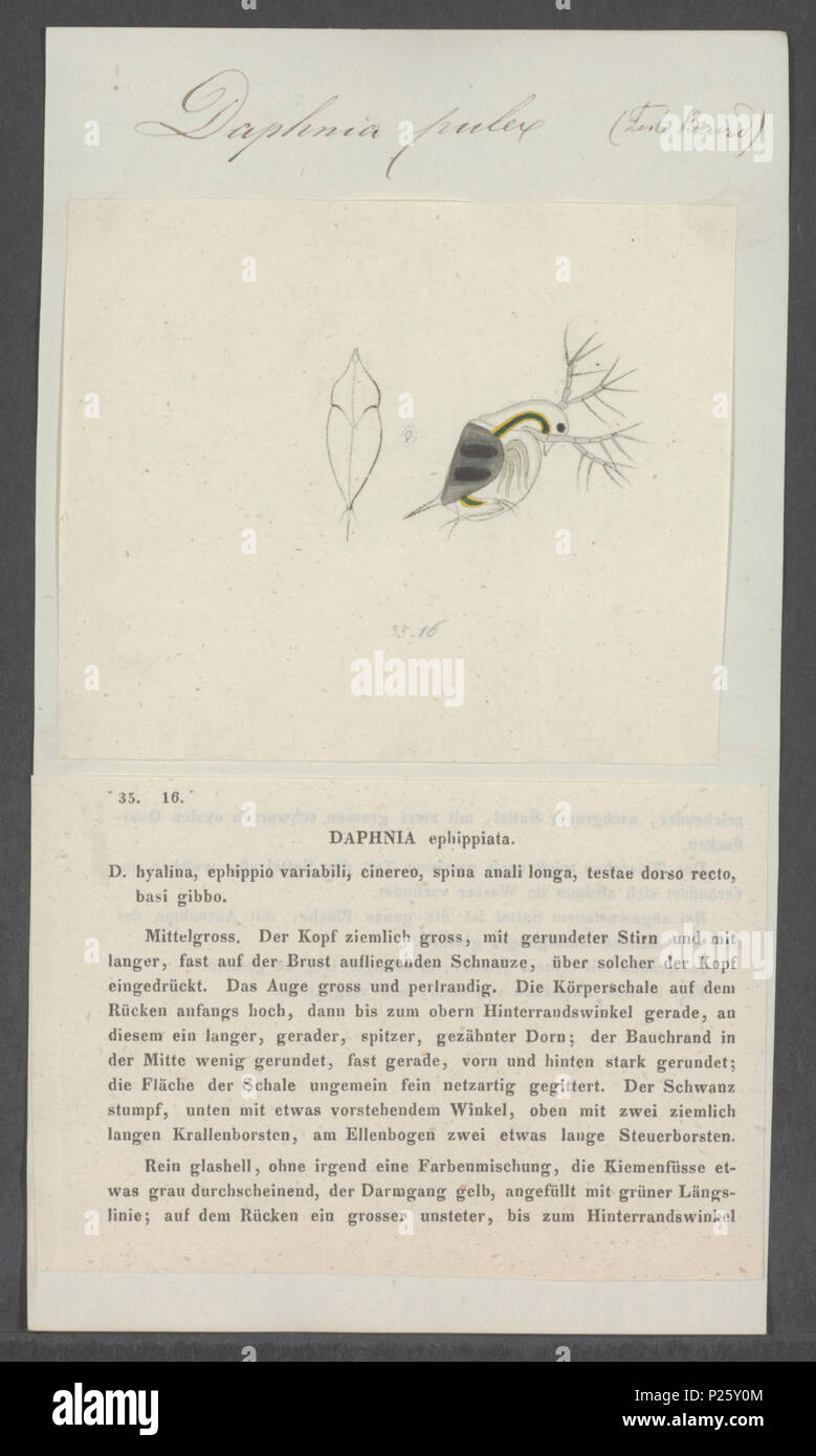 . Daphnia pulex Daphnia pulex 75 - - - - Imprimer 2e moitié Zoologica Collections spéciales de l'Université d'Amsterdam - UBAINV0274 099 06 0006 Banque D'Images